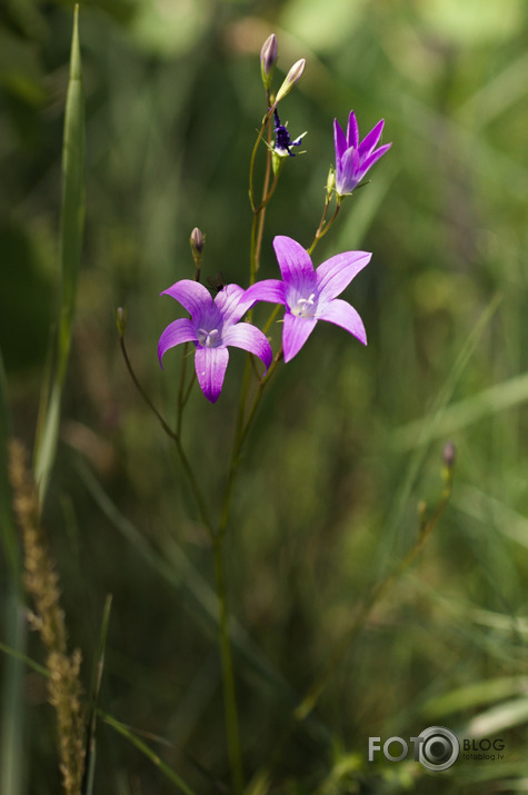 Sienāžu pļava