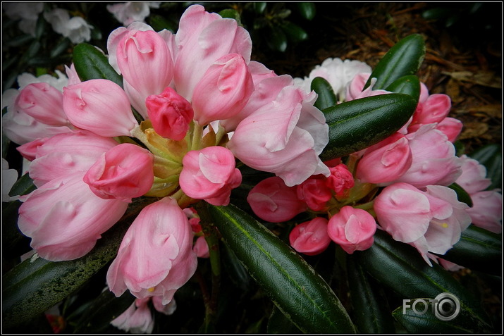 Babītes rododendri.., 31.05.2013