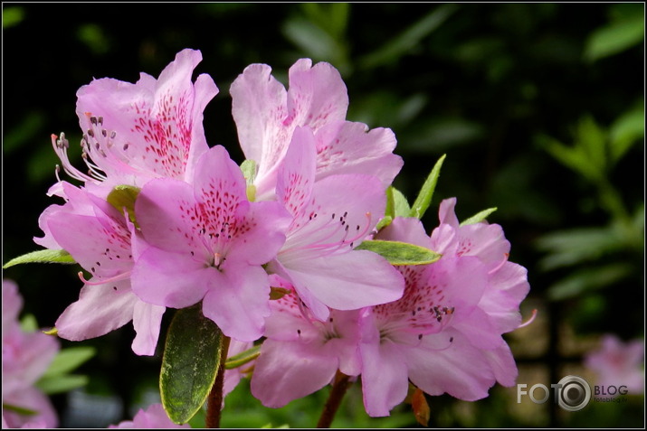 Babītes rododendri.., 31.05.2013