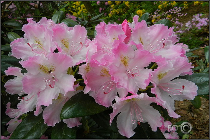 Babītes rododendri.., 31.05.2013