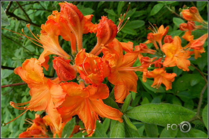 Babītes rododendri.., 31.05.2013