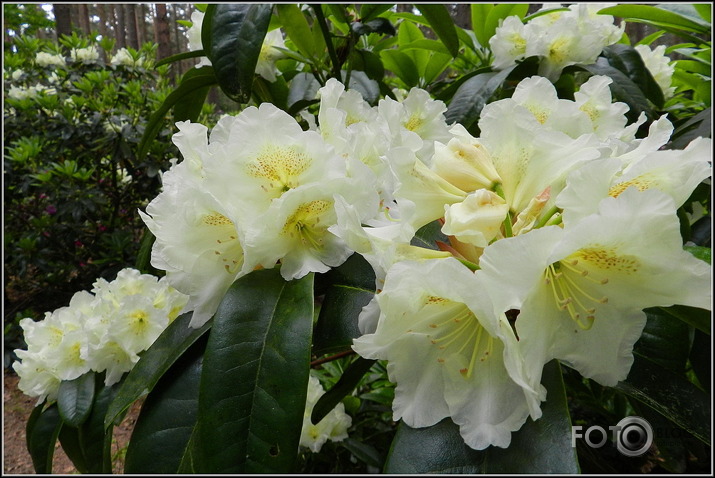 Babītes rododendri.., 31.05.2013