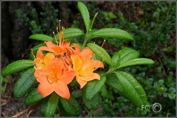 Babītes rododendri.., 31.05.2013