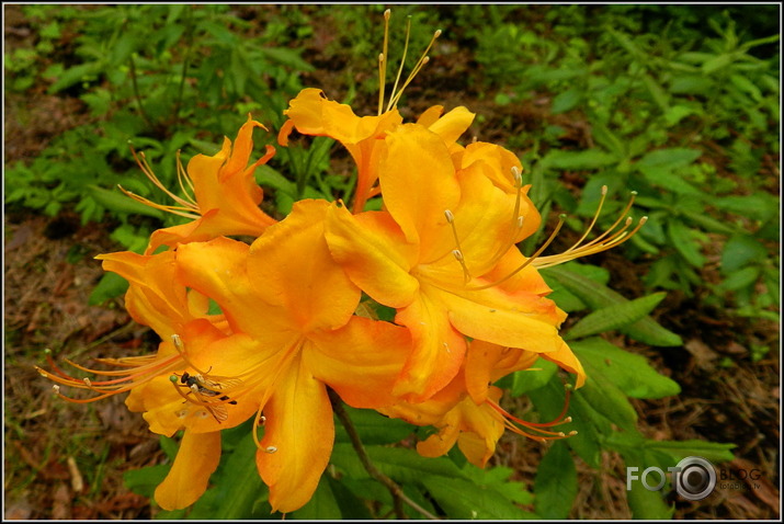 Babītes rododendri.., 31.05.2013