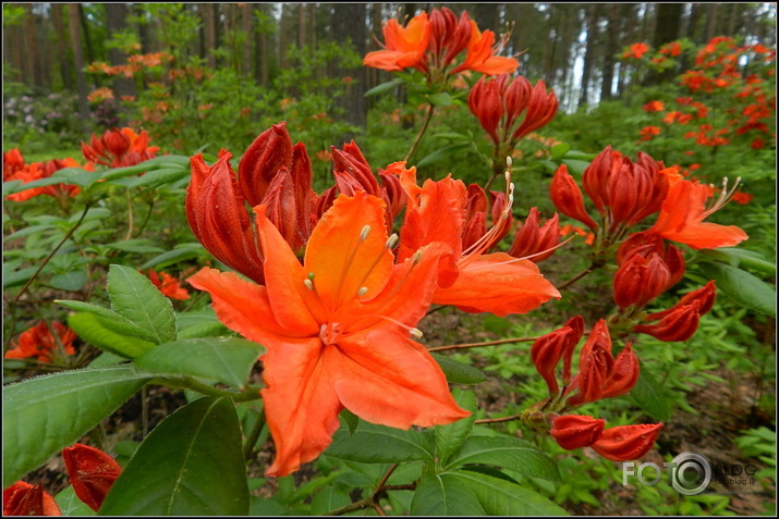 Babītes rododendri.., 31.05.2013