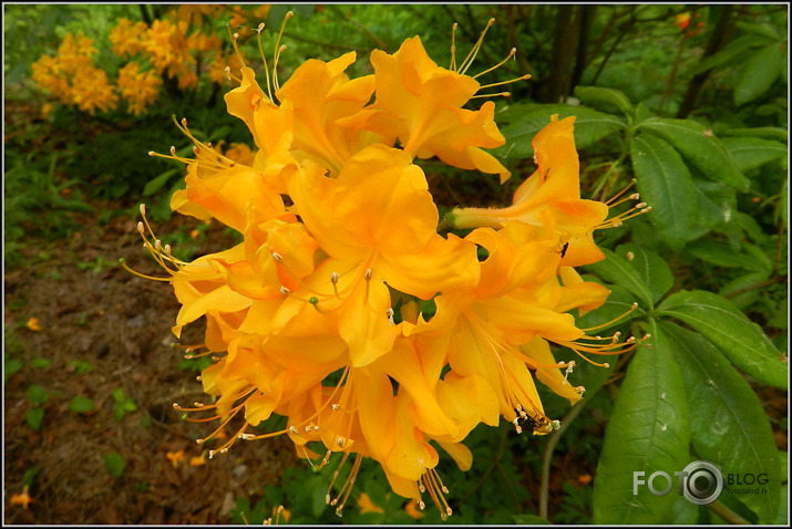 Babītes rododendri.., 31.05.2013