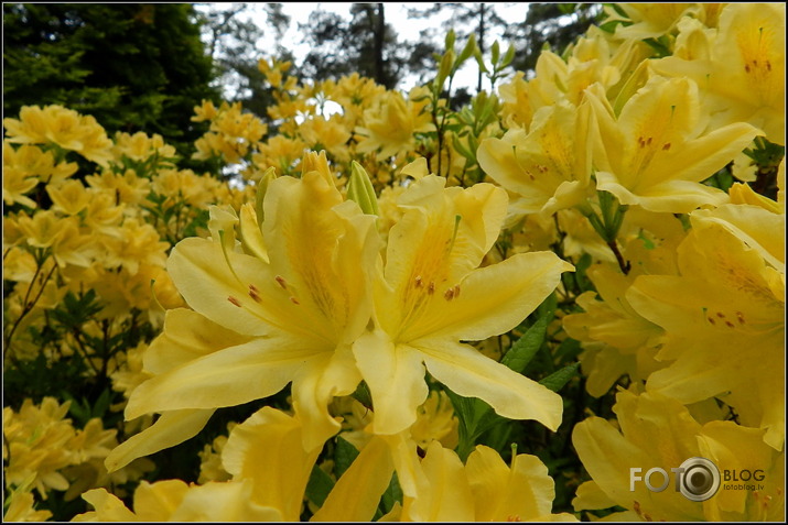 Babītes rododendri.., 31.05.2013