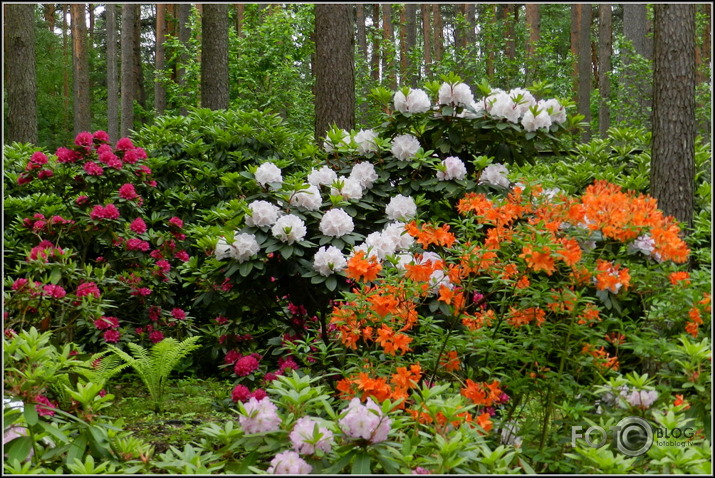 Babītes rododendri.., 31.05.2013