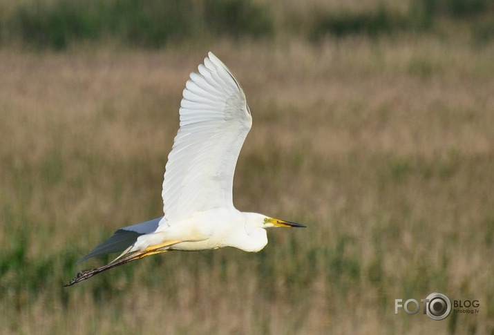 Ardea alba