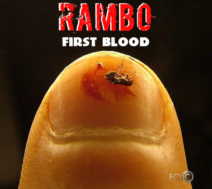 Rambo First Blood