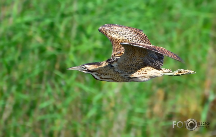 Lielais Dumpis (Botaurus stellaris)