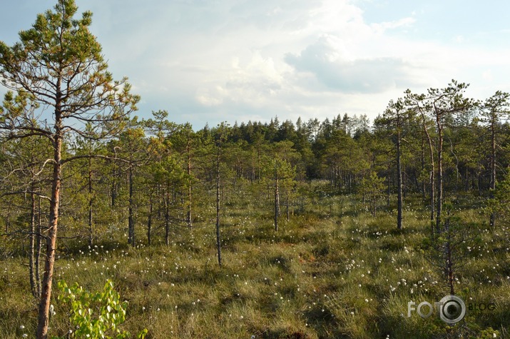 Teiču purvs - rezervāts .