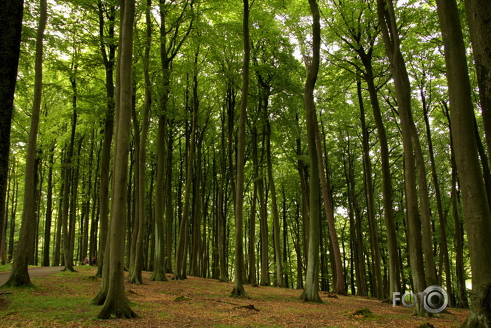 Jasmundas nacionālais parks,Ziemeļvācija