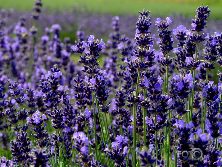 Lavanda