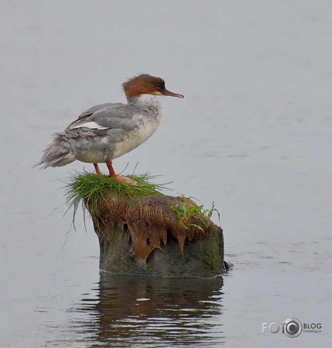 Lielā gaura(Mergus merganser)