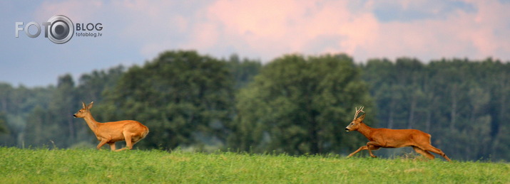 noķer mani, noķer mani..