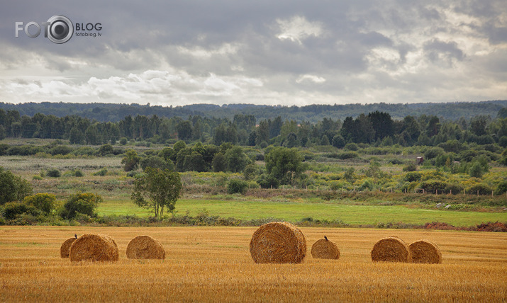 vanadziņi