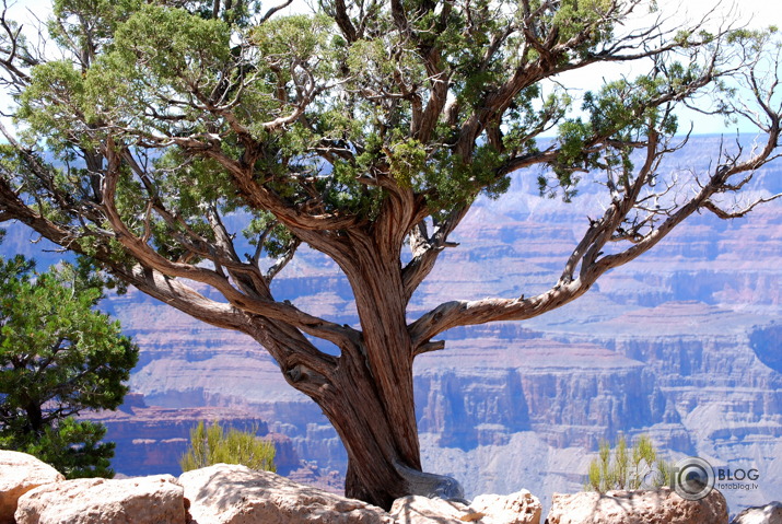 1156 jūdzes pa ASV. Grand Canyon dienvidu mala