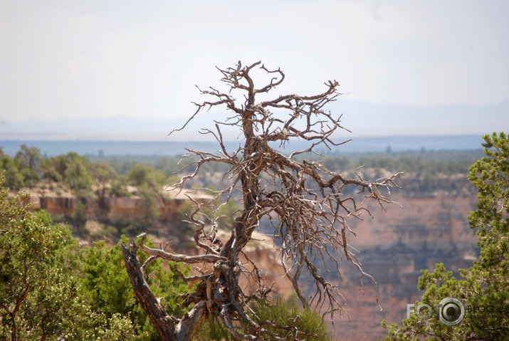 1156 jūdzes pa ASV. Grand Canyon dienvidu mala