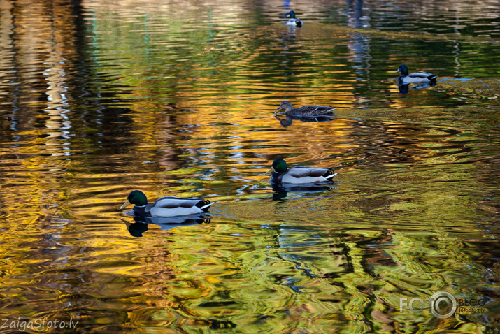 Rudens Rīgā...