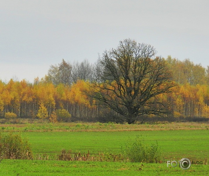 Rudens šlāgeris...