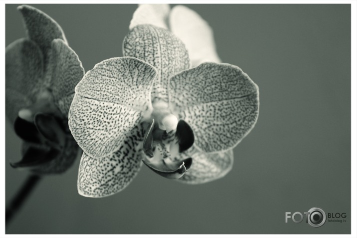 orchid