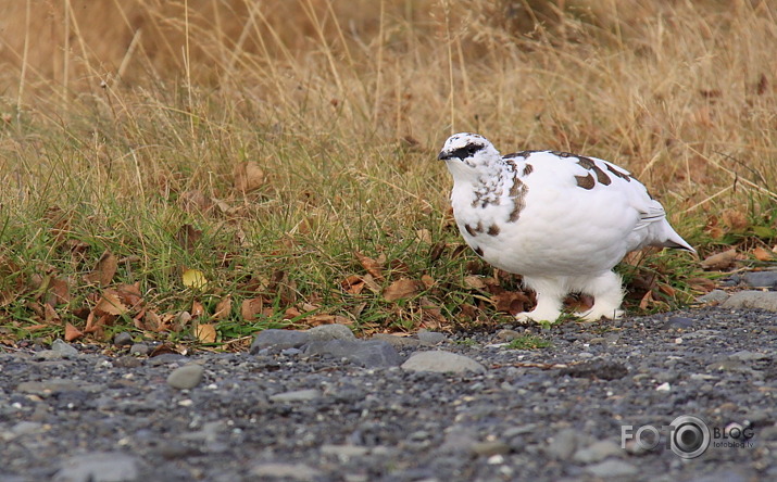 Islande 2013.10.27