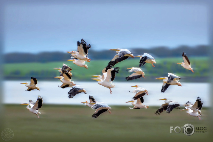 take off (pacelšanās)