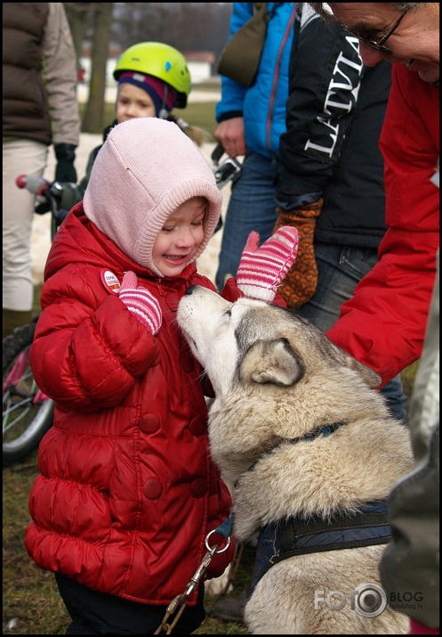 Šie burvīgie HASKIJI !