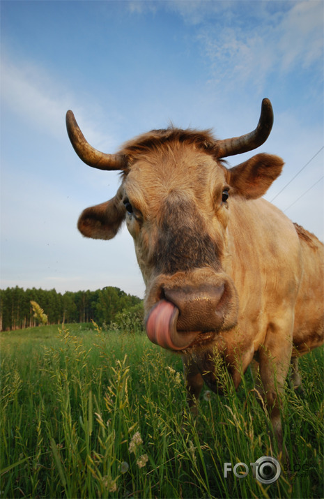 Lauku labumi 1.aprīļa noskaņā