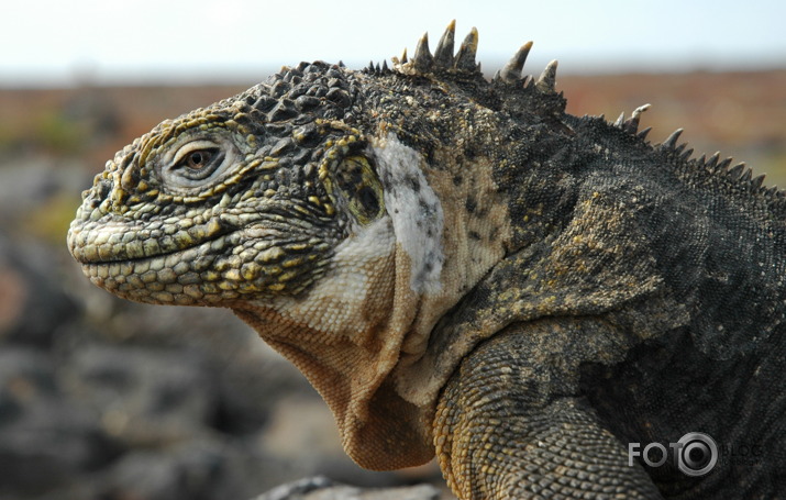 Mazais dinozaurs. Galapagu salas