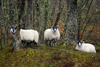 Trīs aitas - labas aitas