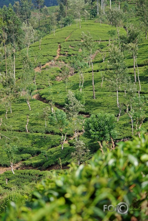 Zaļā paradīze - Šrilanka