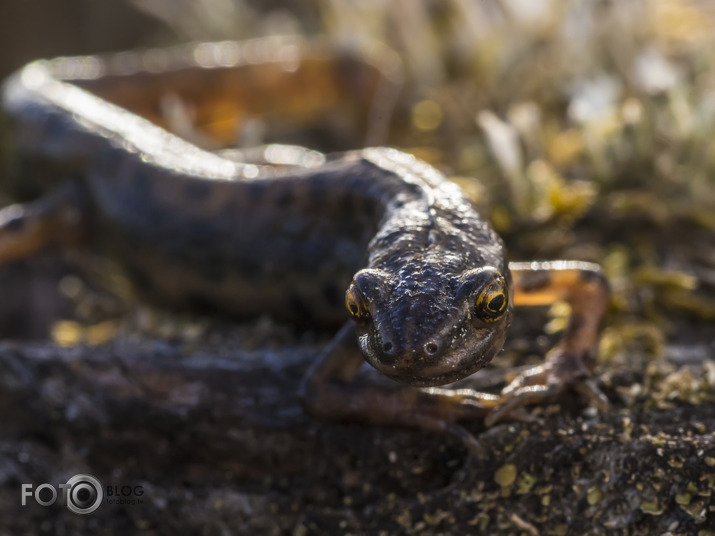 Triturus cristatus