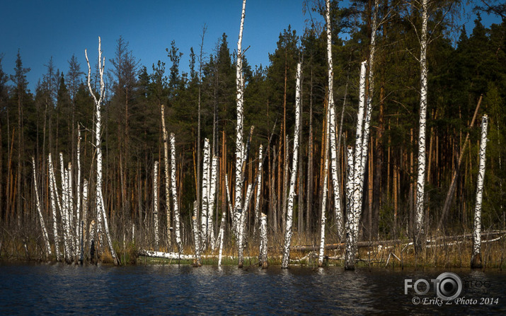 Pavasarīgas purvības