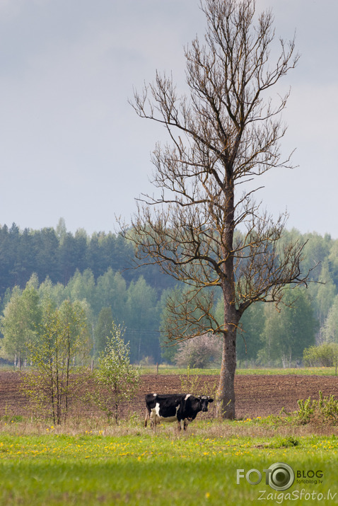 Latvijas ārēs...