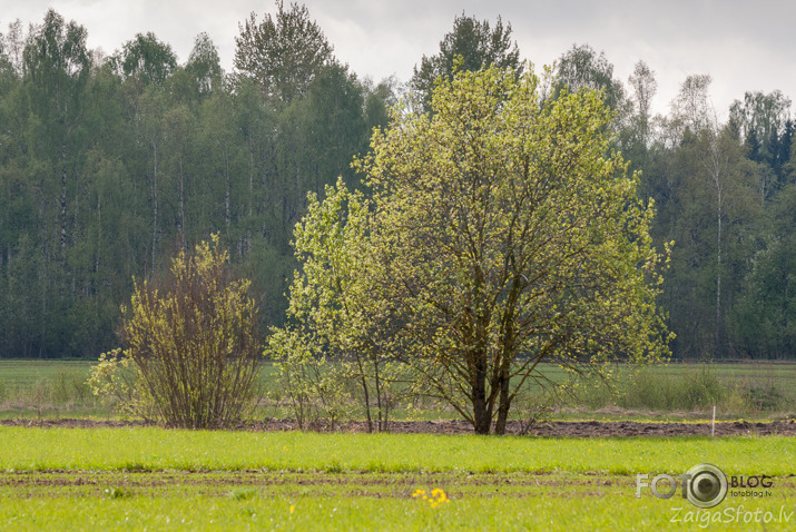 Latvijas ārēs...