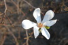 jau atkal magnolijas zied