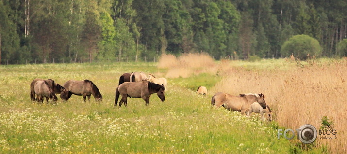 Dunduru pļavas