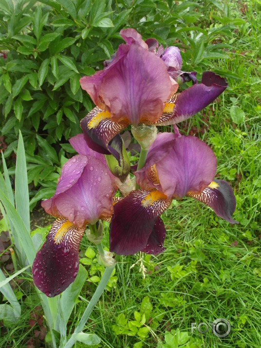 labā pelēkās dienas gaisma