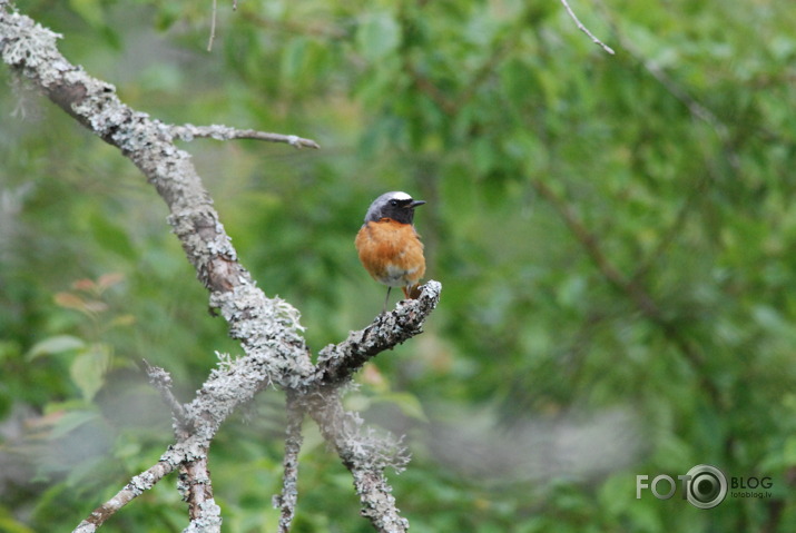 Phoenicurus phoenicurus tētis