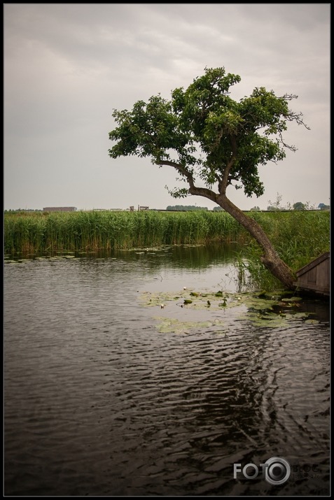 Kinderdijk