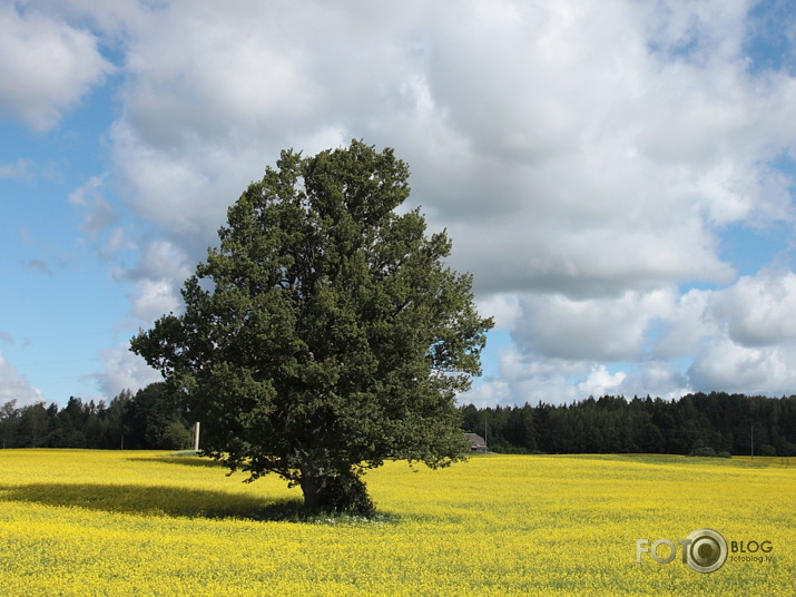 Latgale