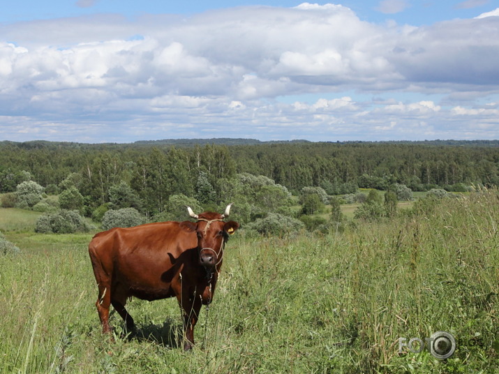 Latgale