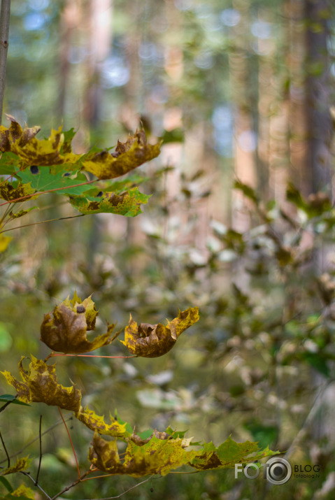 Rudens Smarža