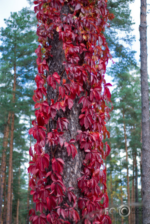 Rudens Smarža