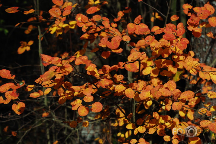 Rudens Smarža