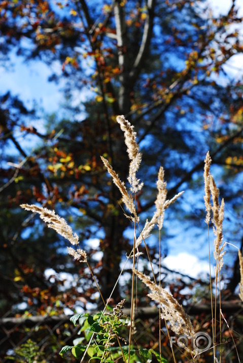 Rudens Smarža