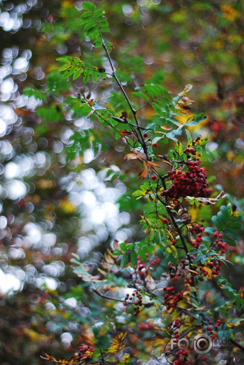 Rudens Smarža