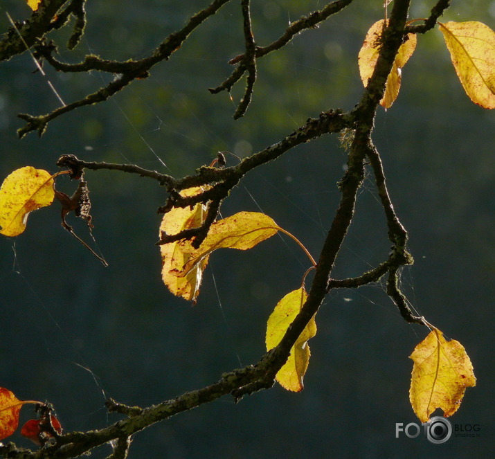 rudens fragments